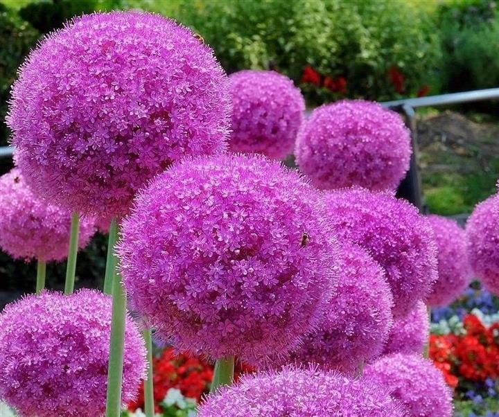 大花蔥名字接地氣，花朵很夢幻，種在家里很可