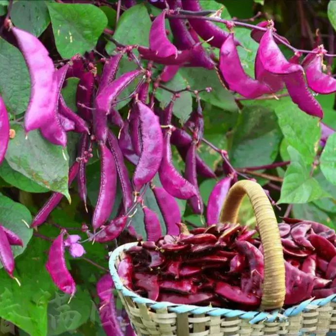 Mangetout Peas: A Garden Delight