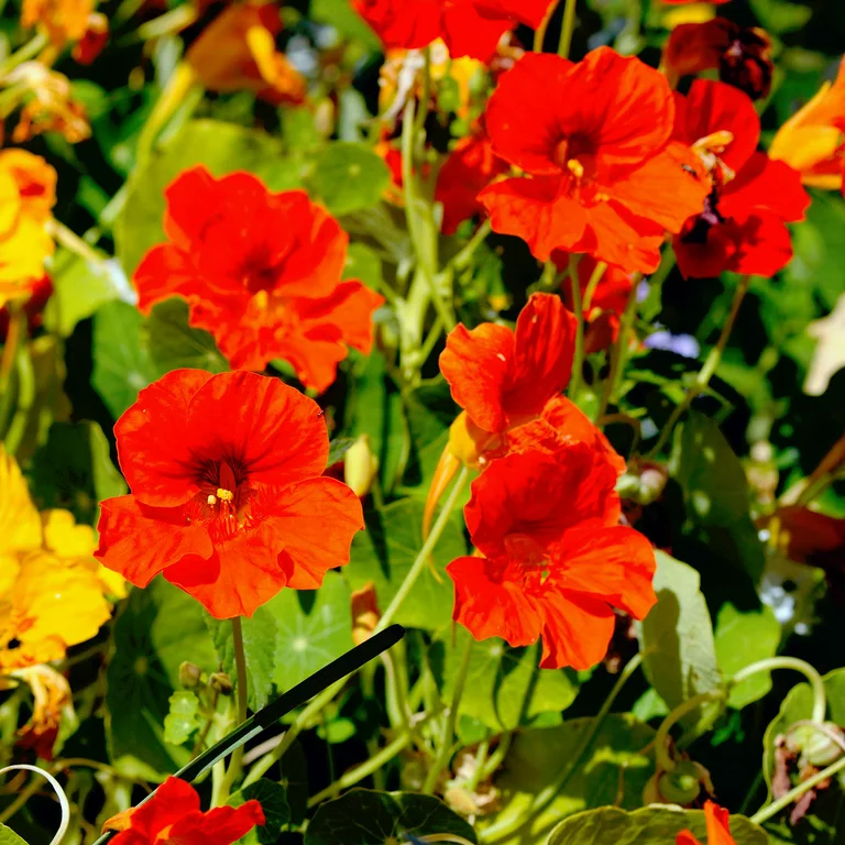 Nasturtium Seeds (Tall) - Mixed Colors