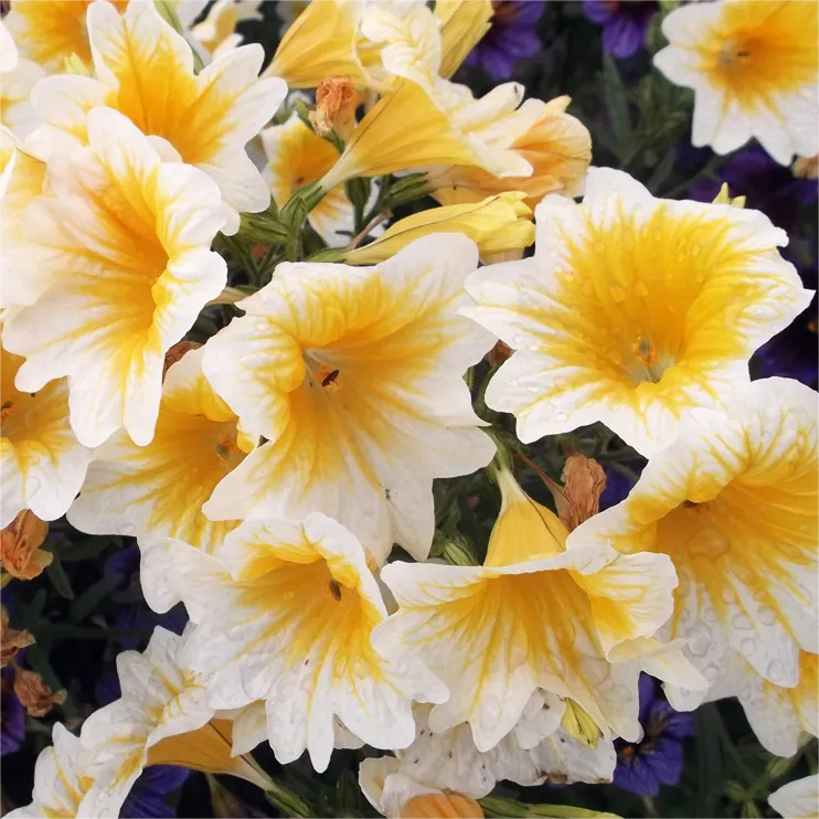 Salpiglossis Sinuata Seeds