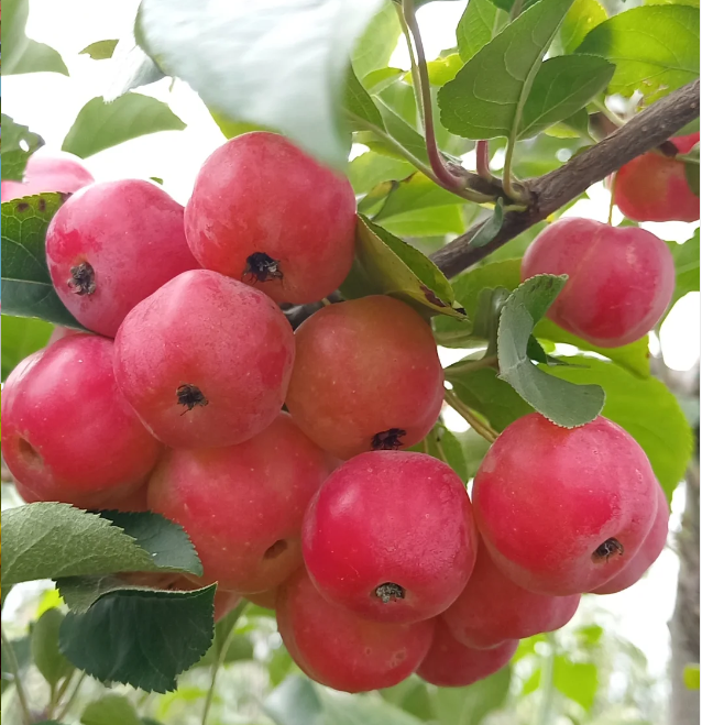 Malus × Kaido Seeds-Elf in the Sea of Flowers🧚