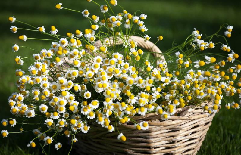 How to Grow Chamomile | LoveToKnow