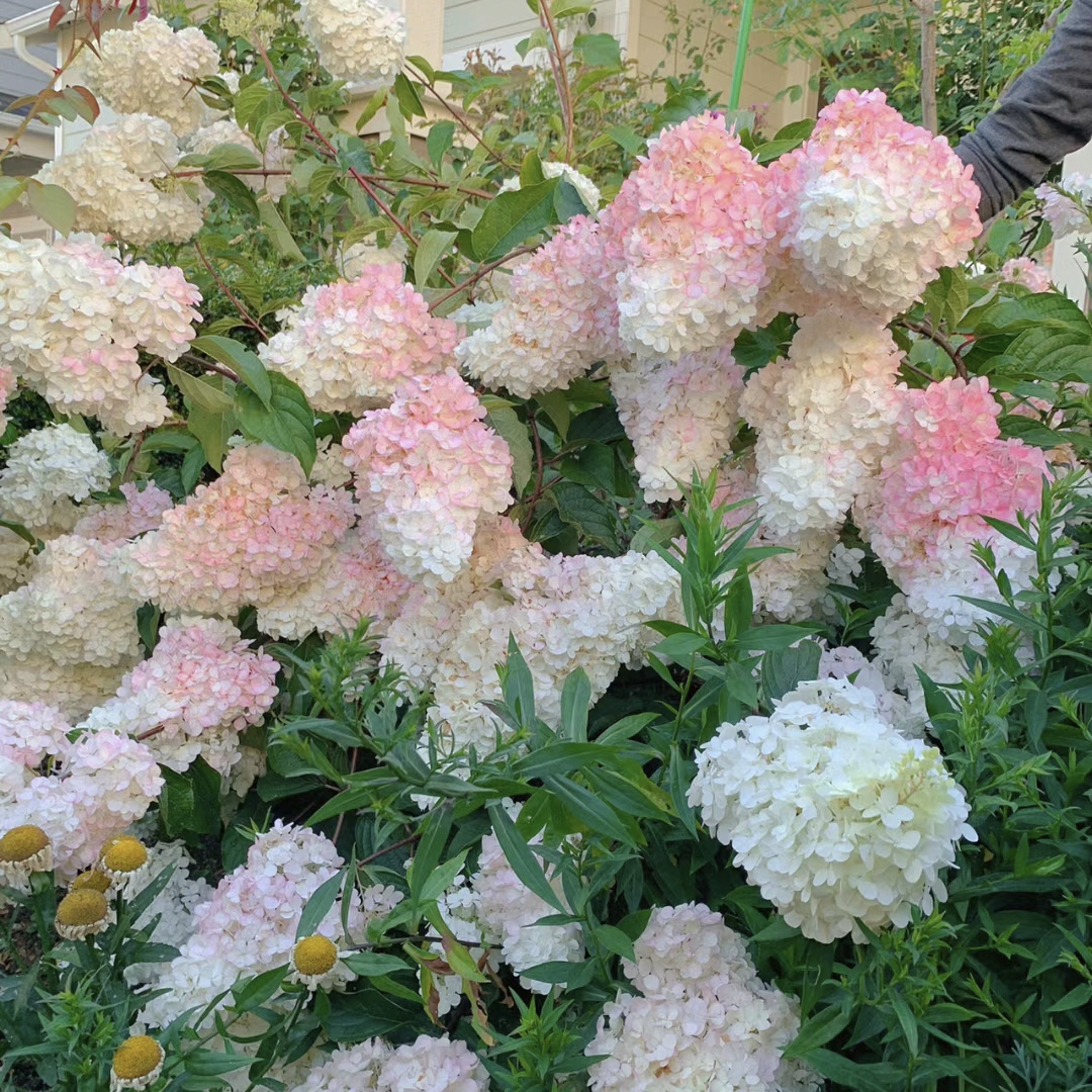 🌺Panicle Hydrangea Flowers Seeds—Mixed Color Plants—Home Garden Flower Seeds