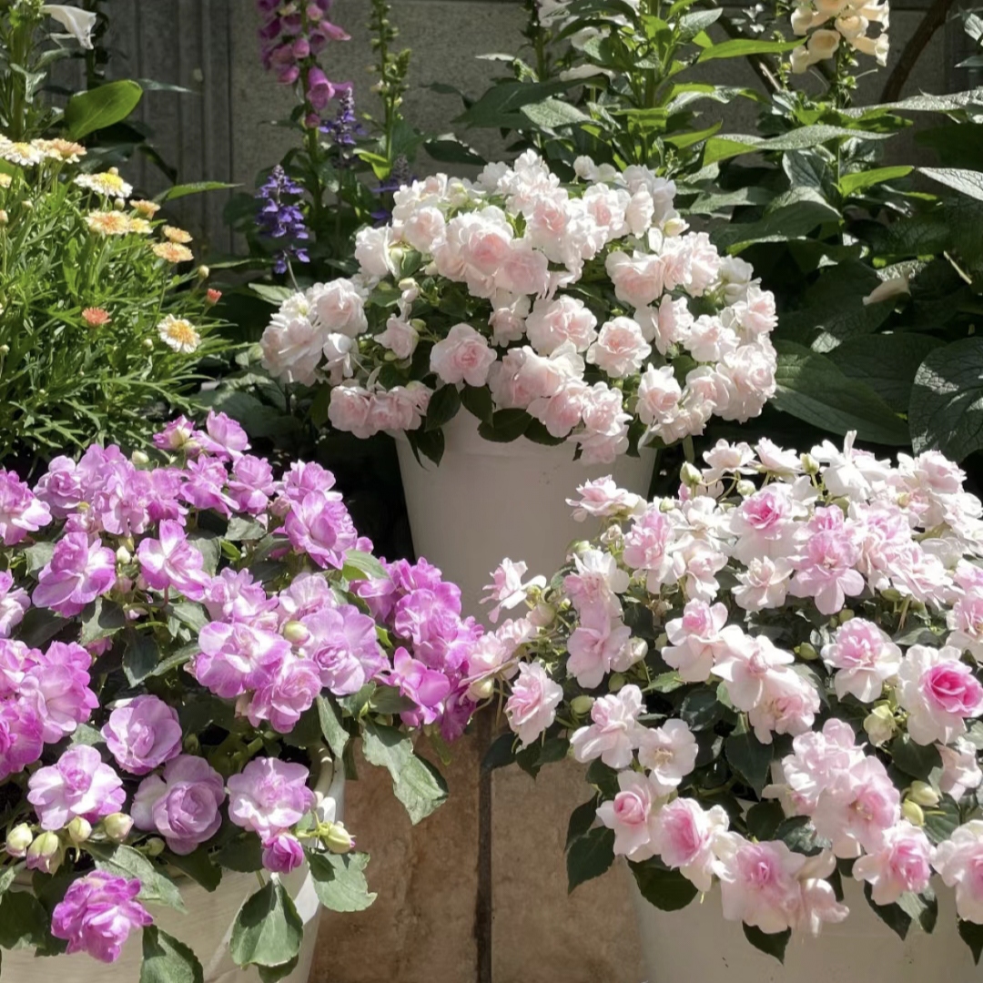 Double Impatiens Seeds - A Symphony of Petals in Nature's Garden