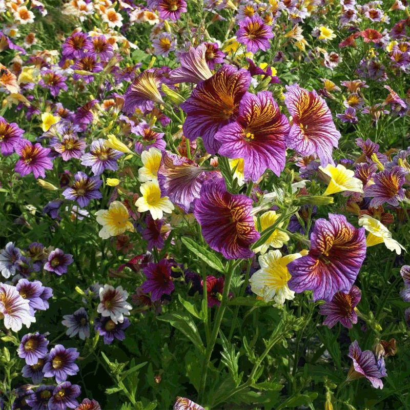 Salpiglossis Sinuata Seeds