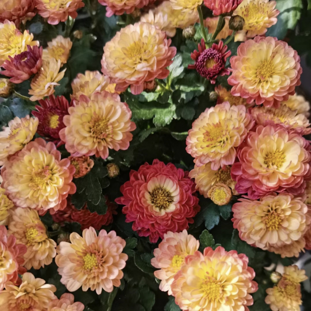 Candy Chrysanthemum Seeds
