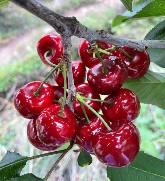 Ruby Cherry Seeds