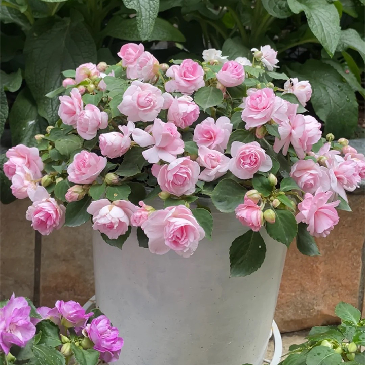 Double Impatiens Seeds - A Symphony of Petals in Nature's Garden