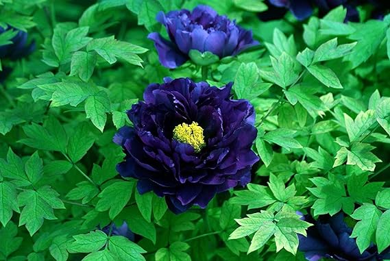 Peony Seeds Perennial Attract Butterflies Deer & Rabbit Resistant Low Maintenance Fragrant