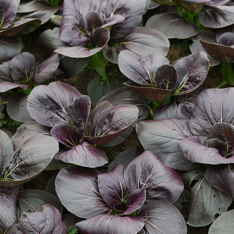 Purple Leaf Rape Seeds