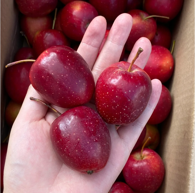 Xantolis Stenosepala Mini Apple Seeds