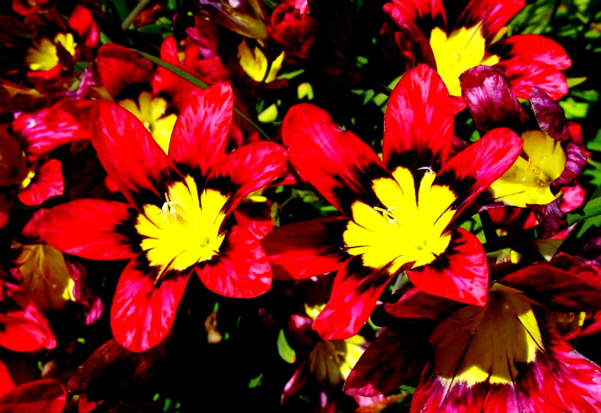 Flowers, flower mosaic, red, petal, spring - free wallpaper 1600x1100