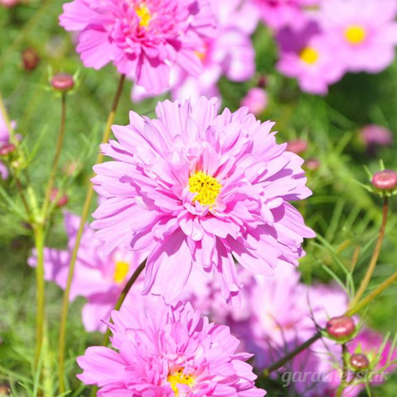 Double Cosmos Seeds