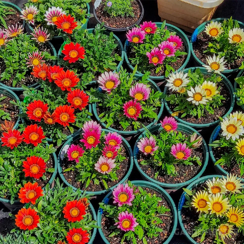 🌼Medal Chrysanthemum Seeds - Flower of Glory