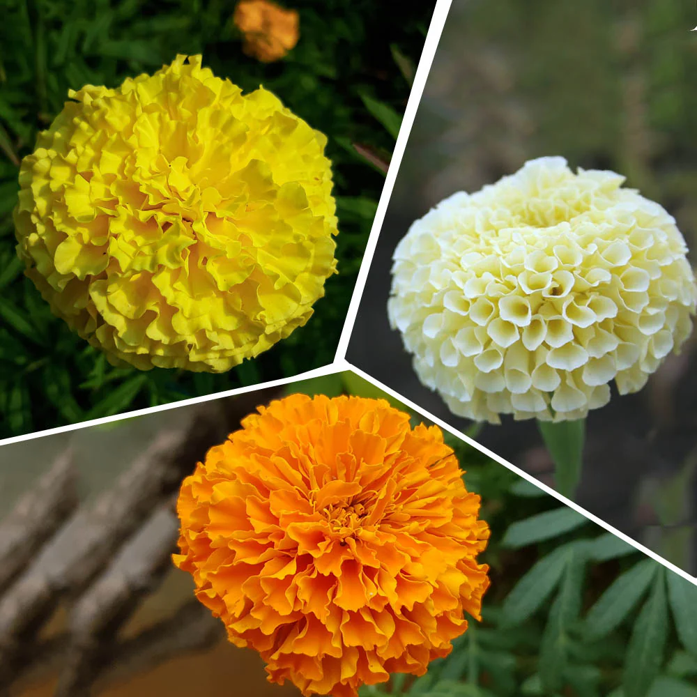 Marigold Seeds-Blooms in a Range of Warm Hues