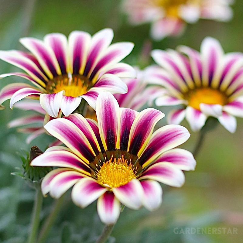 🌼Medal Chrysanthemum Seeds - Flower of Glory