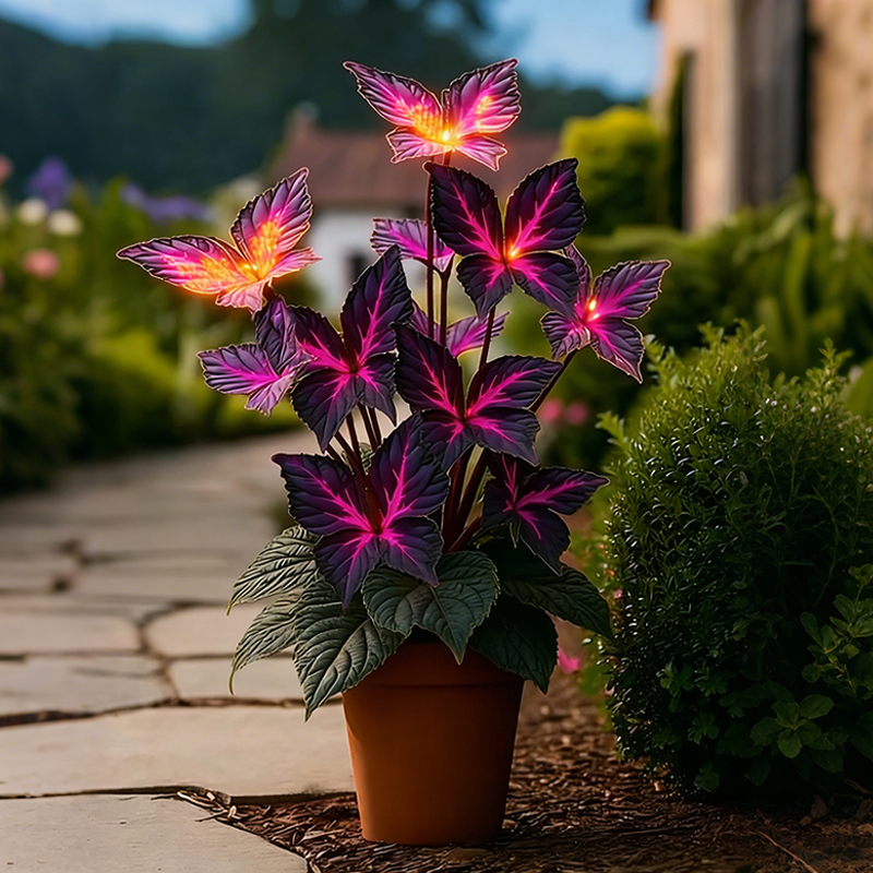 🦋Purple Butterfly Coleus