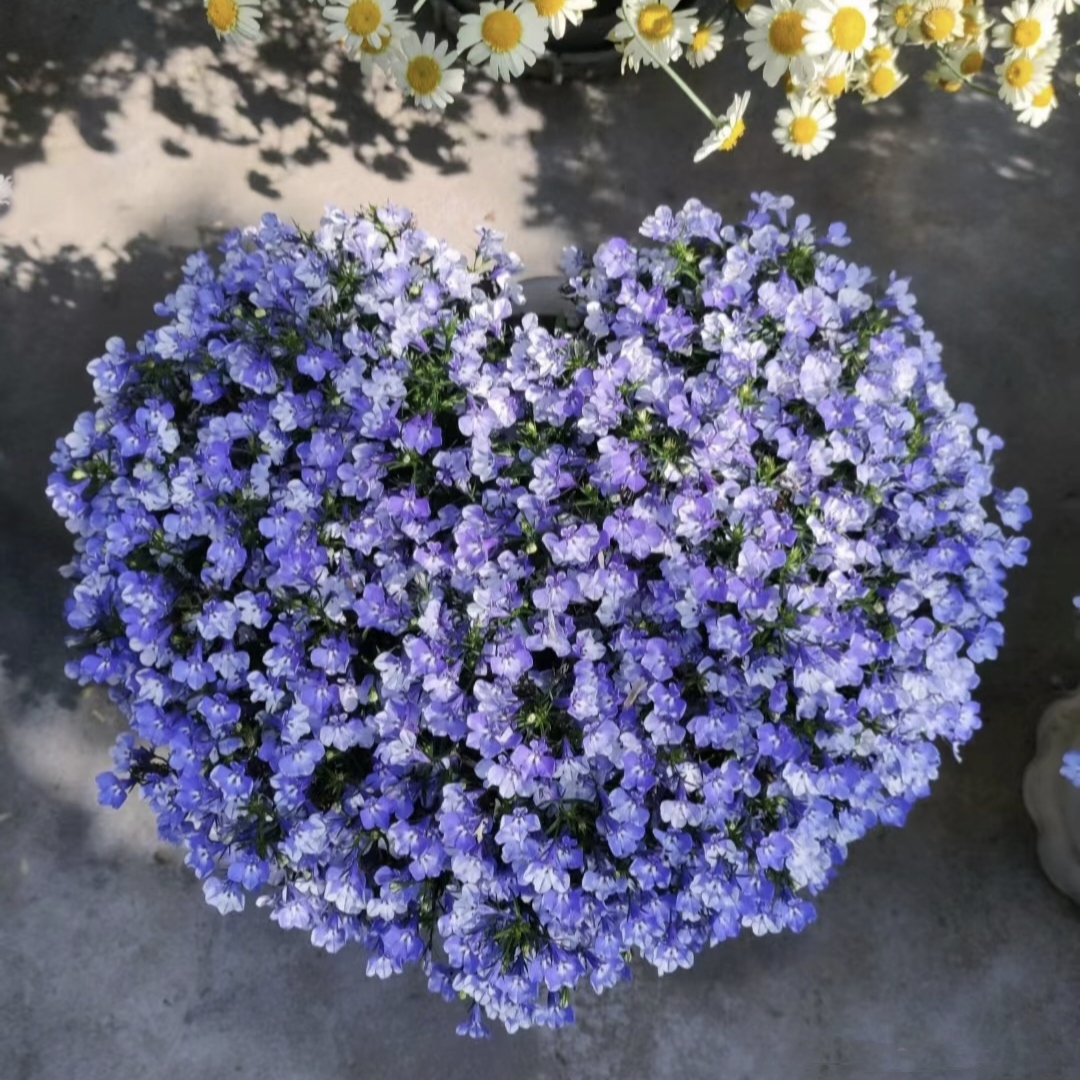 Lobelia Seeds - One of the best edging plants