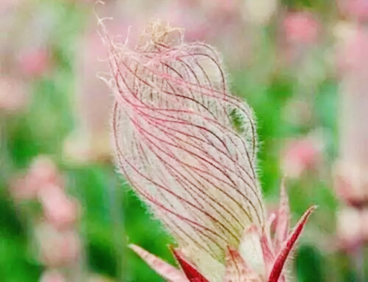 Prairie Smoke Flower Seeds