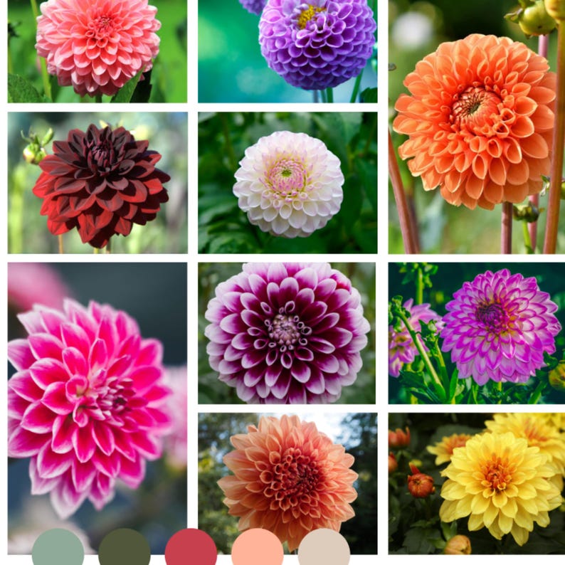 Mix Color Rare Dahlia Seeds Attracts Pollinators, Long Blooming Season, Vibrant Colors, Excellent Cut Flower, Plant in Spring Bild 3
