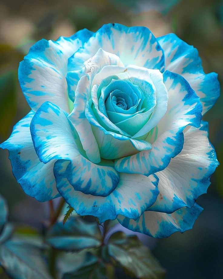 Tie dye blue edge rose