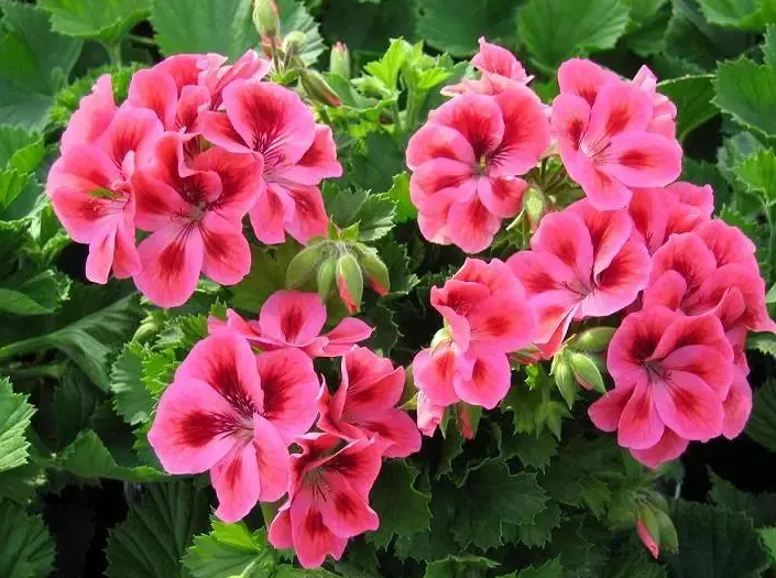 蝴蝶梅和天竺葵的区别_百科TA说