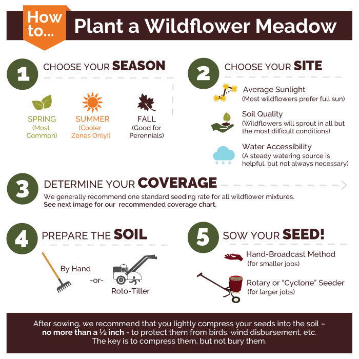 Shorty Low-Grow Wildflower Seed Mix
