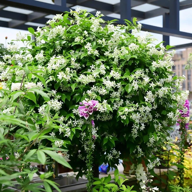 Climbing Plants Mix Seeds