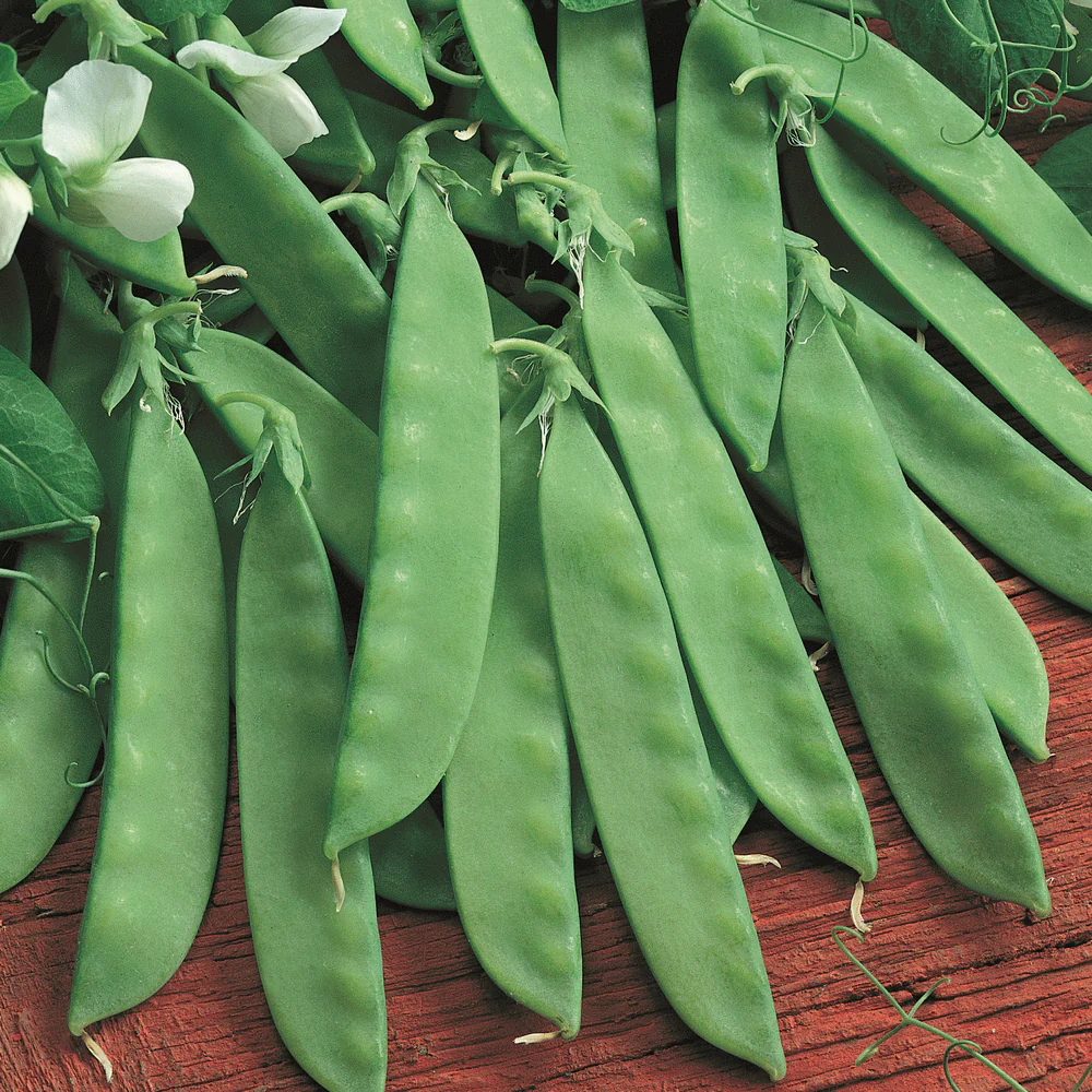 Mangetout Peas: A Garden Delight