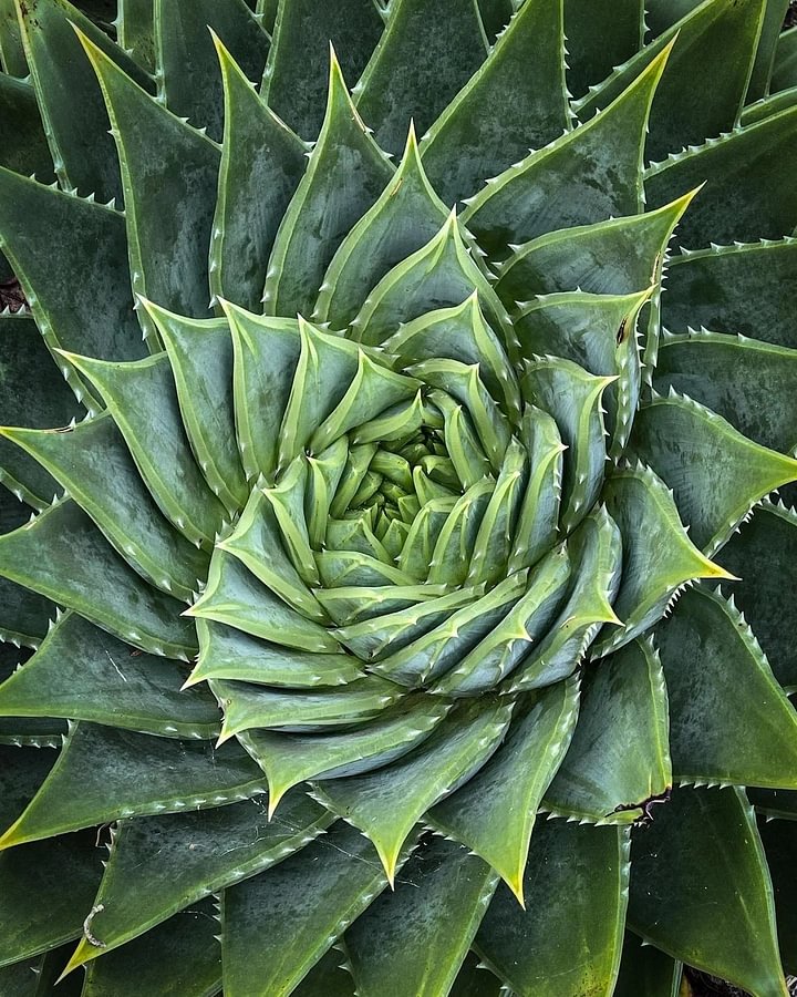 Spiral Aloe Drought Tolerant Edible