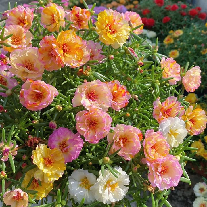 🌹Rare Varieties Moss Rose Purslane Double Flowered Seeds — Immortal Flower