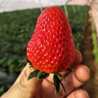 🍓Cream Strawberry Seeds- 90% Germination