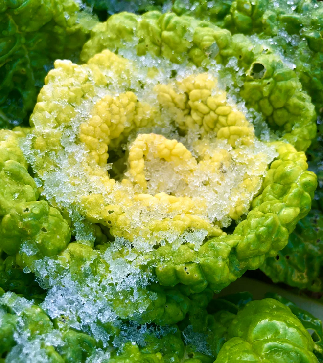 Brassica Narinosa Seeds