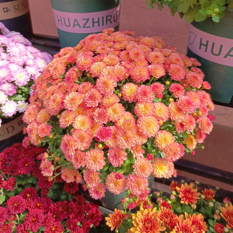 Candy Chrysanthemum Seeds