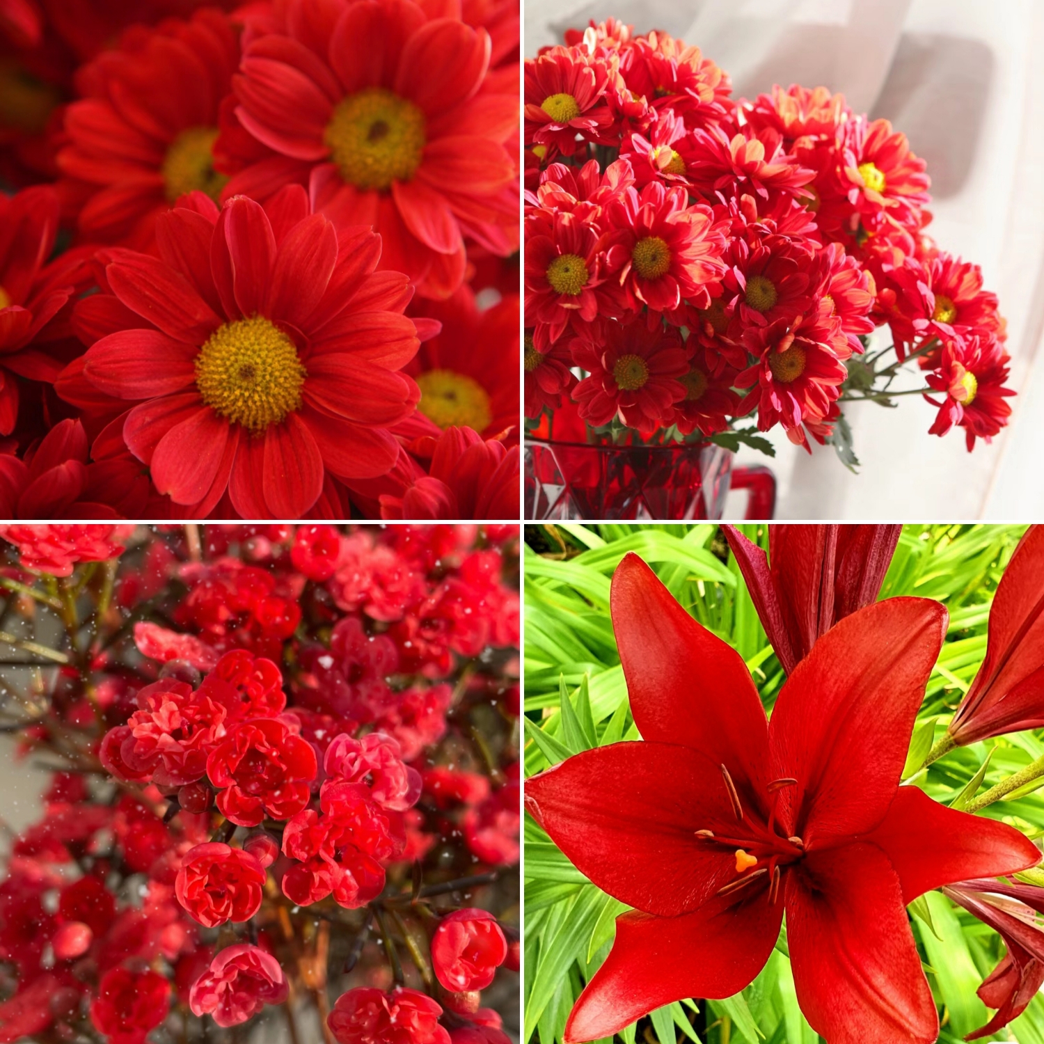 Red Head - Exclusive Red Wildflower Seed Mix