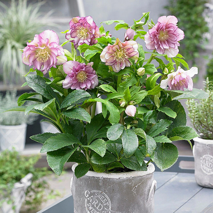 Hellebore Christmas Rose