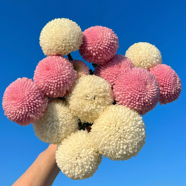 🏵️Colorful Ping Pong Chrysanthemum Seeds