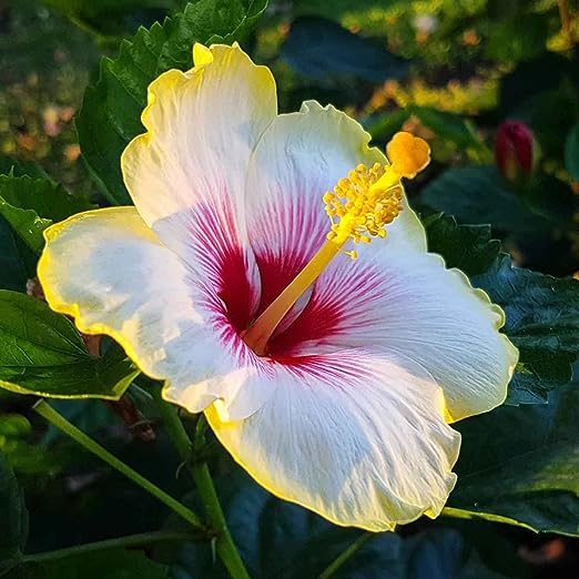 Hibiscus-Giant Ombre  Exotic Coral Flowers Seeds
