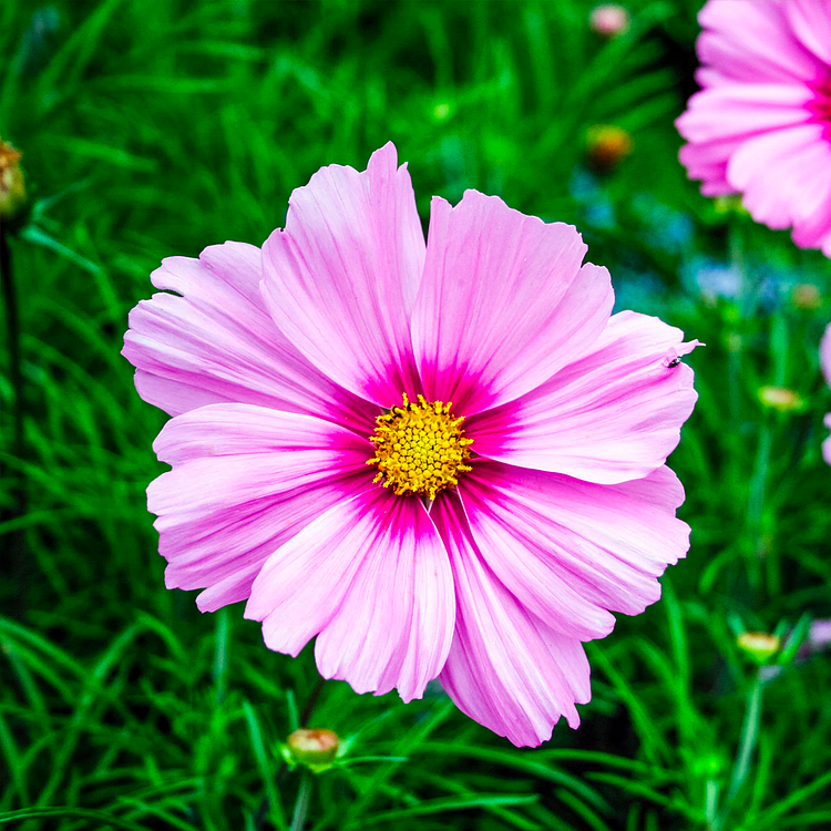 Crazy For Mixed Cosmos Flower Seed