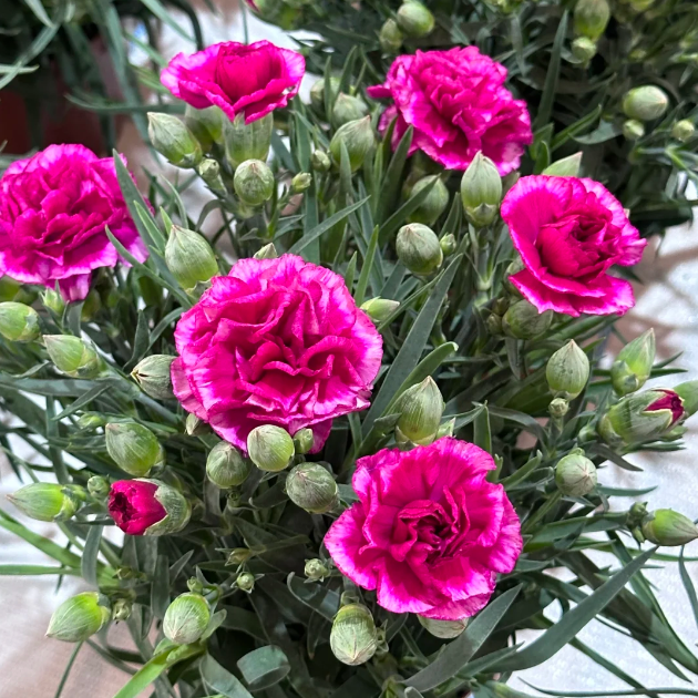 🌹Double Carnation Seeds—Mother's Day Flowers