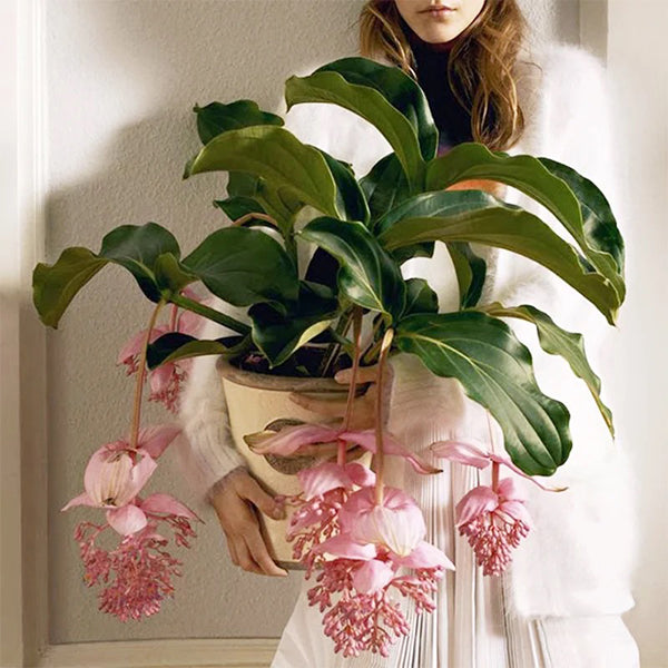 Medinilla Magnifica Flower Seeds: The Show-Stopping Tropical Beauty