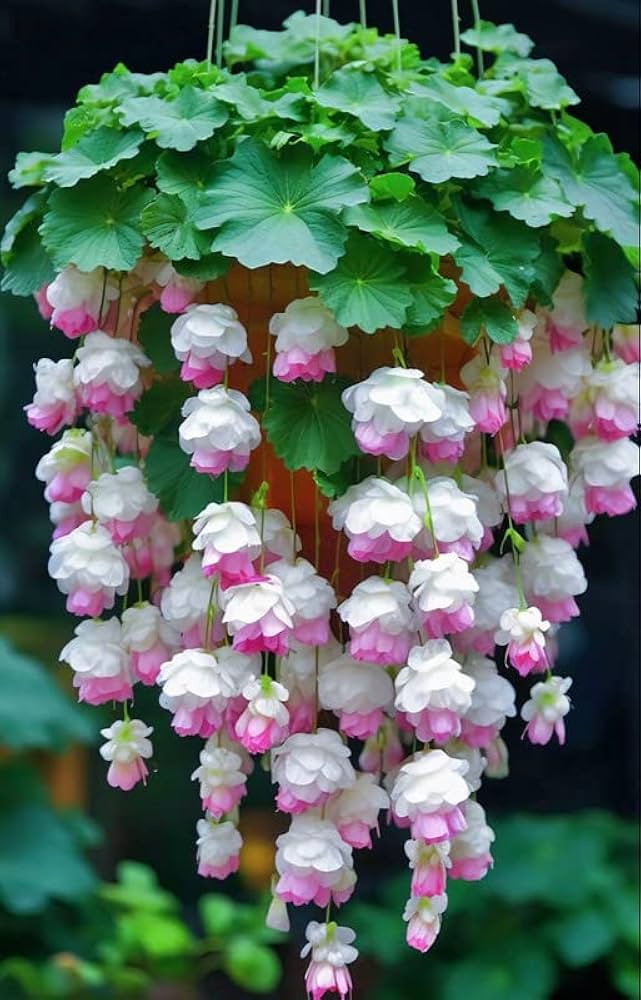 Ritz Farming® Weeping begonia flowers bulbs | begonia white pink mix flower bulbs for Home pots | all Season Flowering bulbs for Home And Kitchen ...