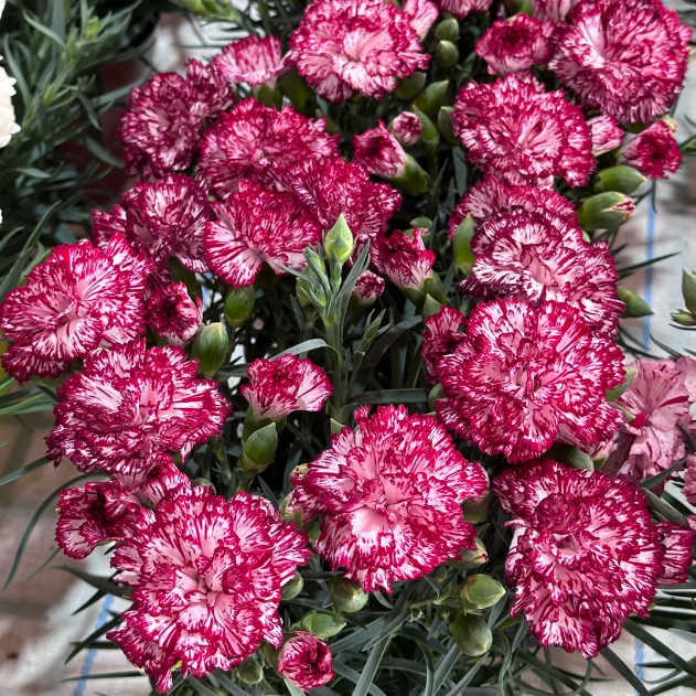 🌹Double Carnation Seeds—Mother's Day Flowers