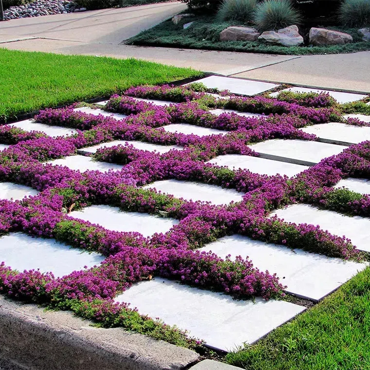 ✨Creeping Thyme Seeds for Four Seasons🏡Create Your Perfect Lawn Here🌼