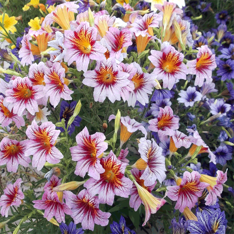 Salpiglossis Sinuata Seeds