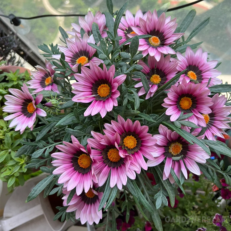 🌼Medal Chrysanthemum Seeds - Flower of Glory