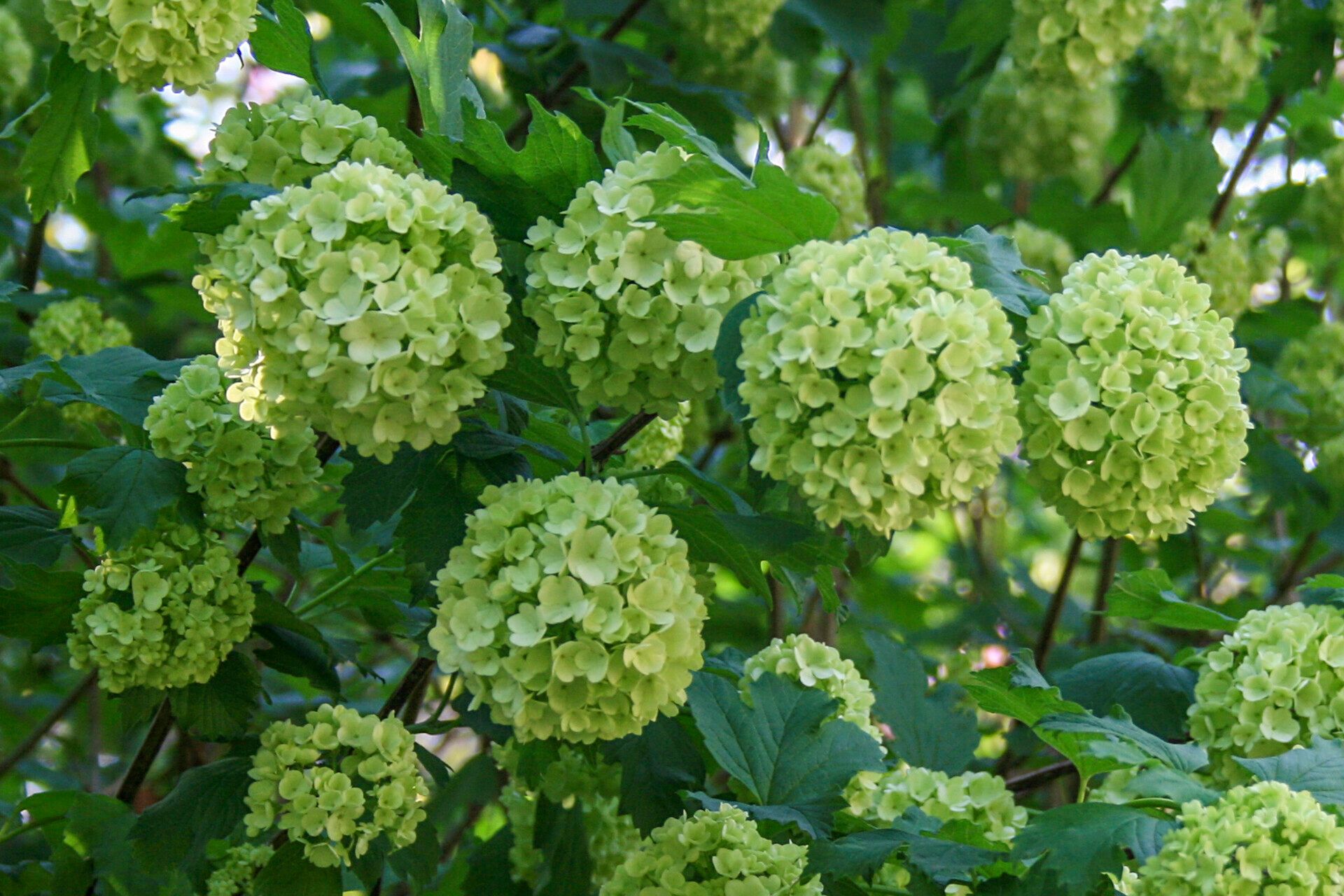 观察: Viburnum macrocephalum Fortune (Antonio Ontangas 2007年4月18日) 世界植物区系- Pl@ntNet identify