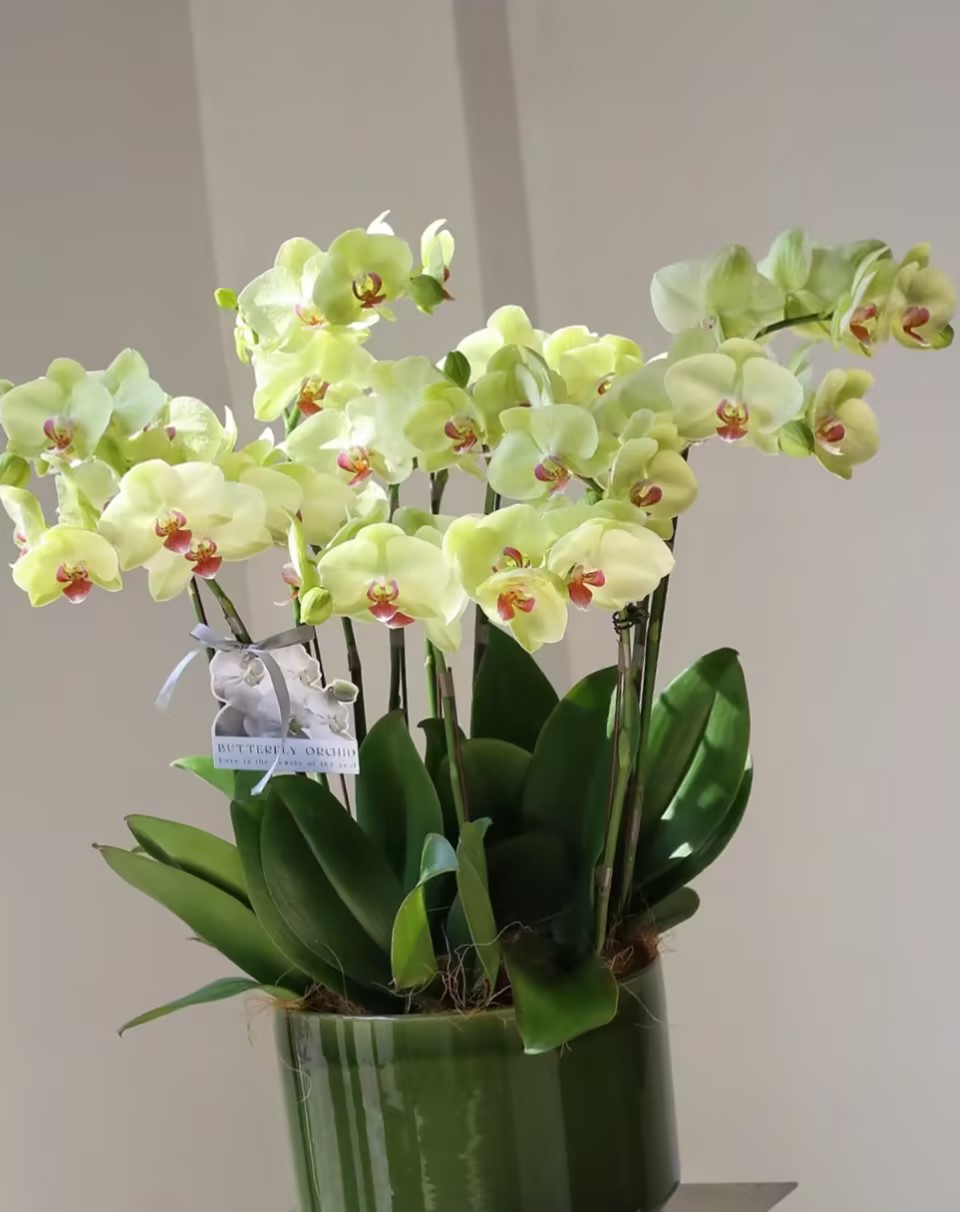 Phalaenopsis Seeds-Queen Of Orchids