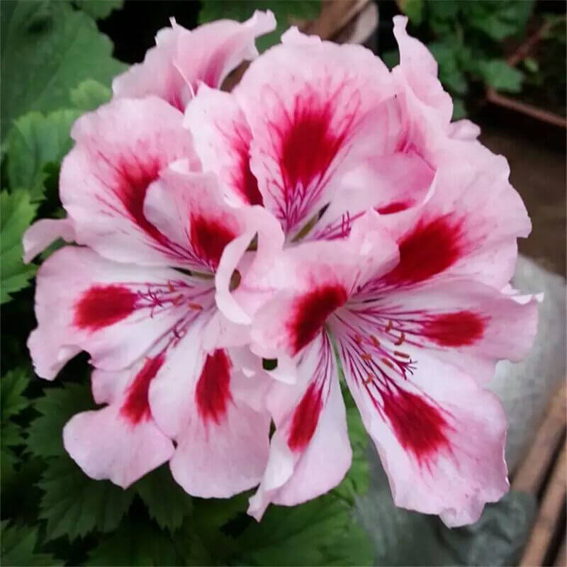 Regal Geranium Seeds
