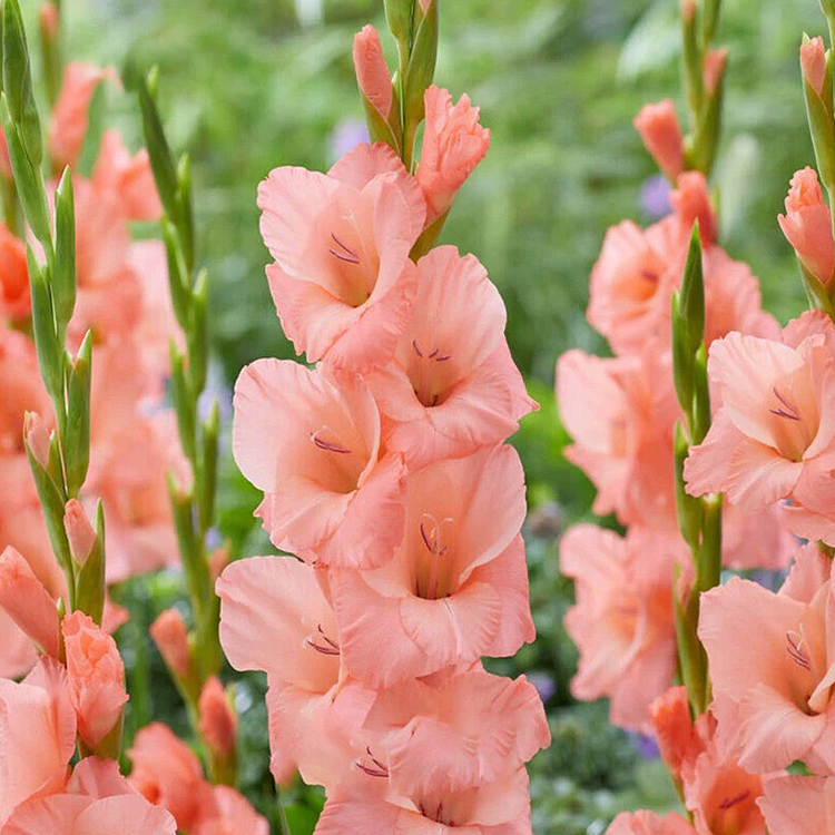 Gladiolus Flower